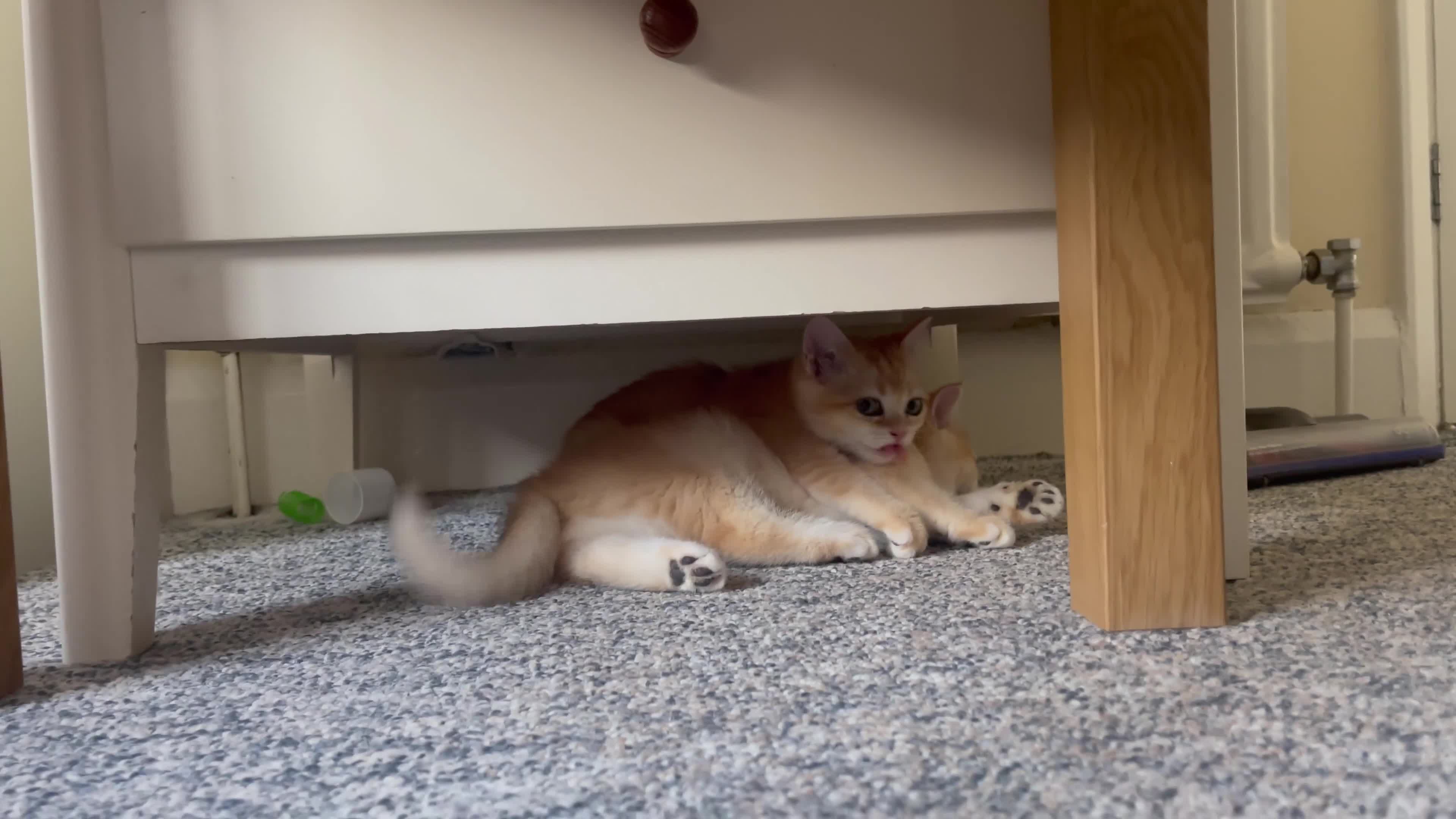 British Longhair cats for sale: British Shorthair Golden Kittens 2 Beautiful Girls in Grays - Video 2