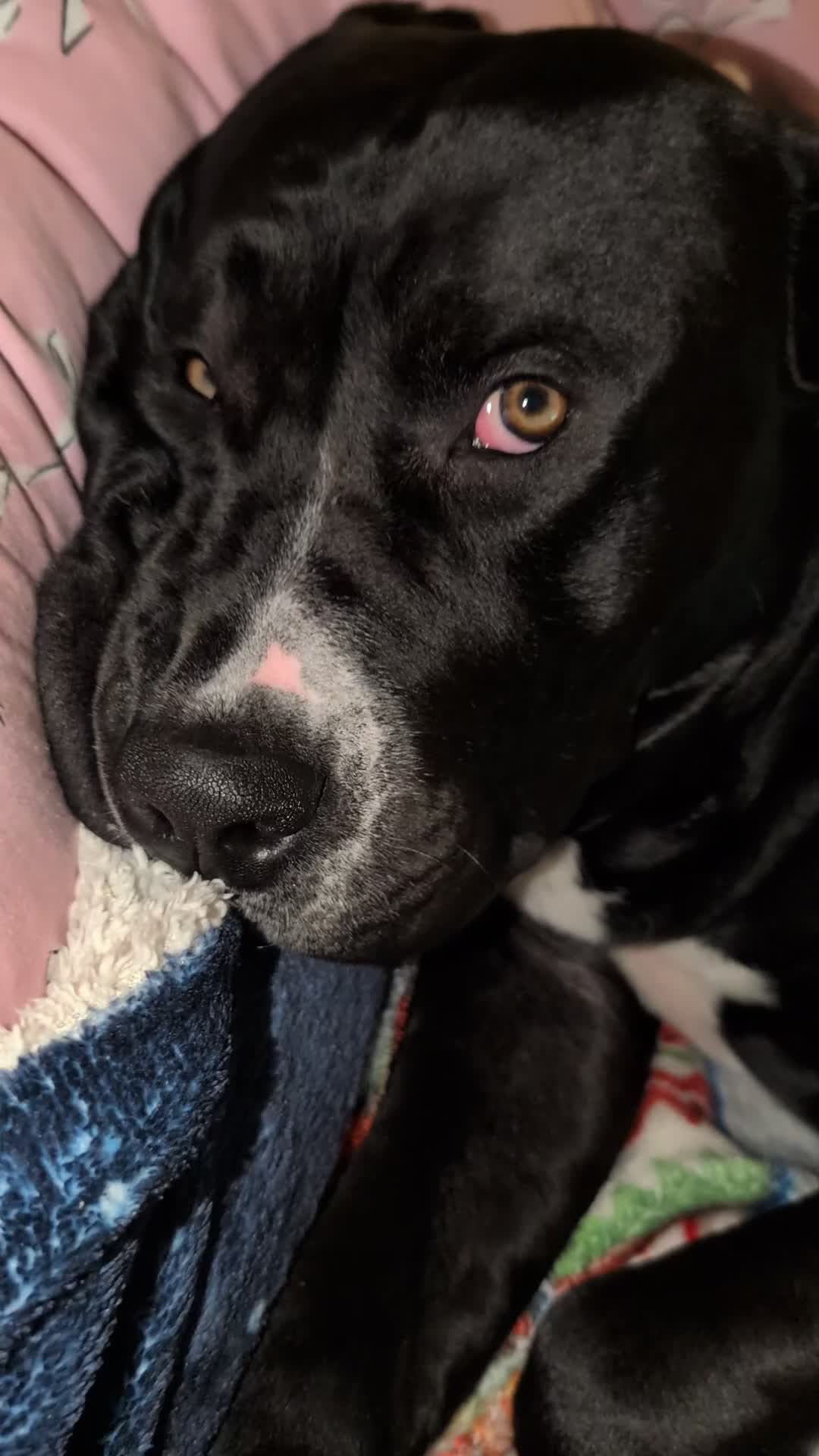 Mixed Breed dogs for sale: 16 month old gorgeous presa canario cross  - Video 3
