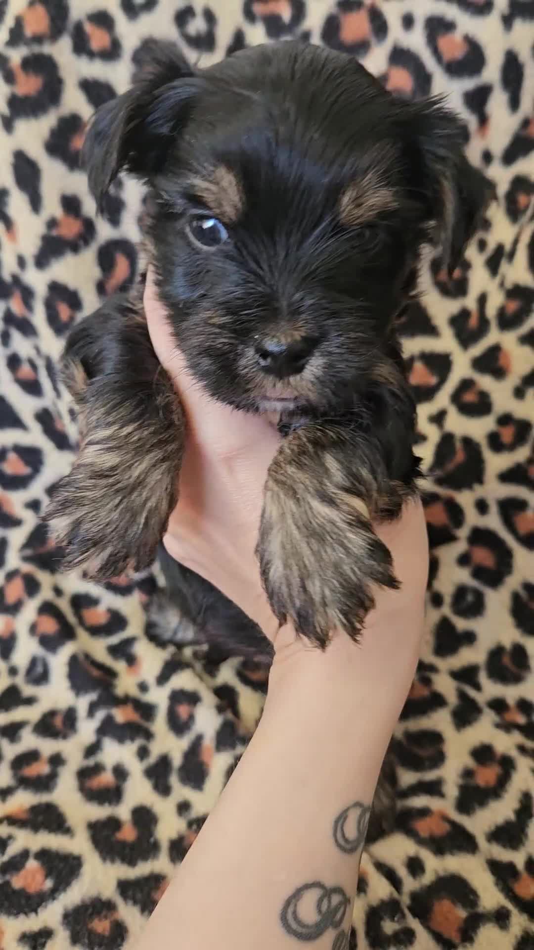 Yorkshire Terrier dogs for sale: 🩷 1 Toy girl 🩷DNA tested parents 2 girls 3 boys  - Video 5