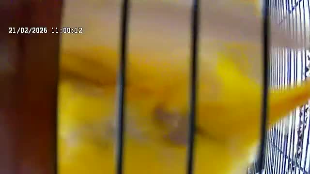 Lovebirds birds for sale: Lutino for sale - Video 1