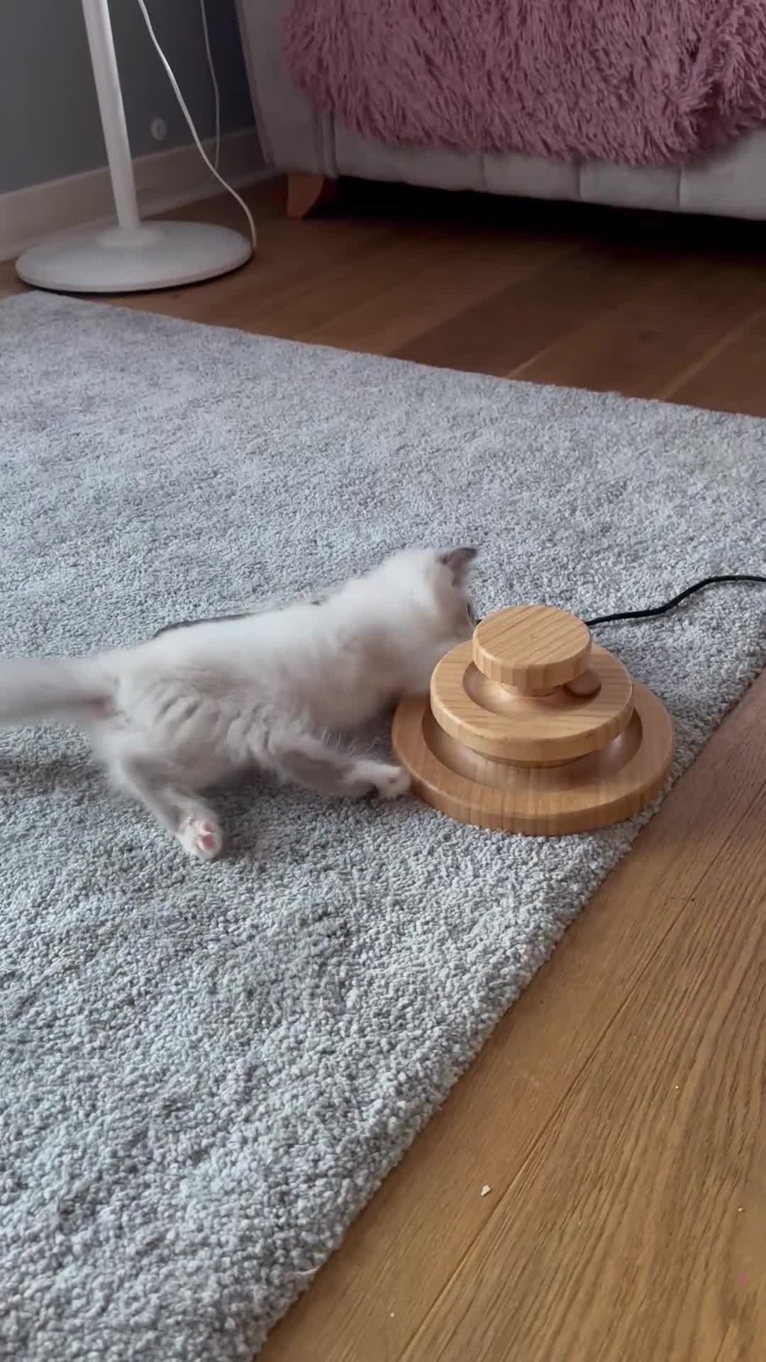 Ragdoll cats for sale: Cute Ragdoll Kittens for sale - Video 1