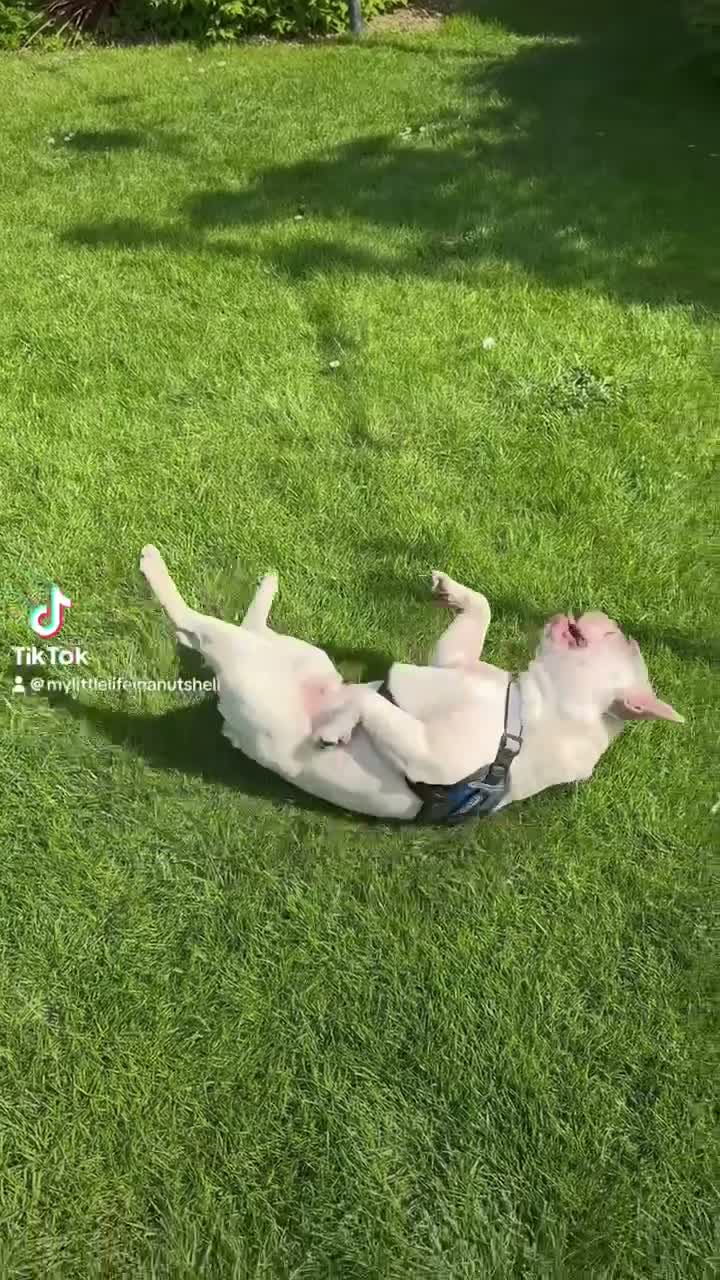 French Bulldog dogs for sale: White French bulldog in Middlesbrough - Video 2