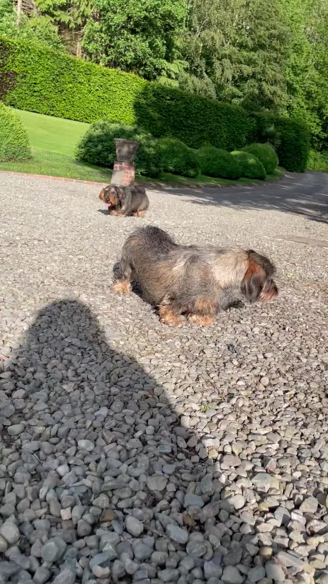 Dachshund dogs for sale: ✨Health tested, KC reg true standard wirehairs✨  - Video 1