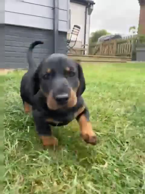 Dachshund dogs for sale: Standard dachshund puppies - Video 3