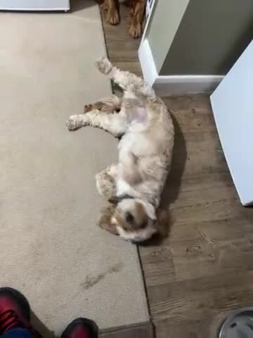 Cockapoo dogs for sale: Cockapoo - Video 1