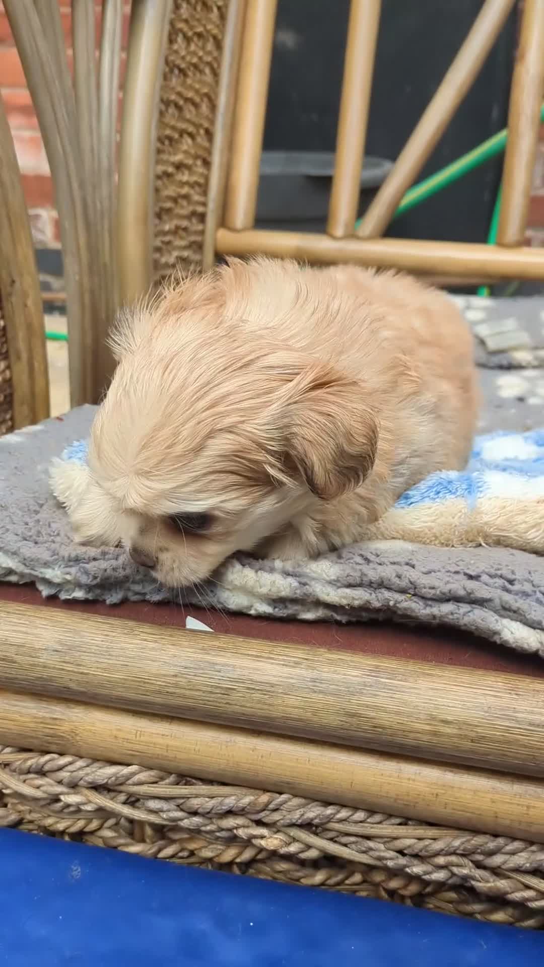 Chihuahua dogs for sale: Longhaired pedigree chihuahuas - Video 3