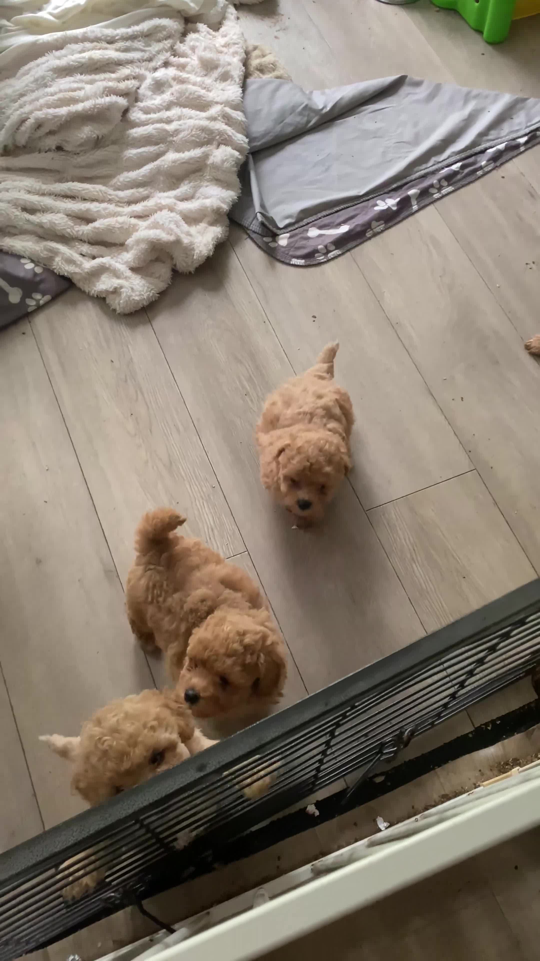 Poochon dogs for sale: Beautiful poochon puppies - Video 1