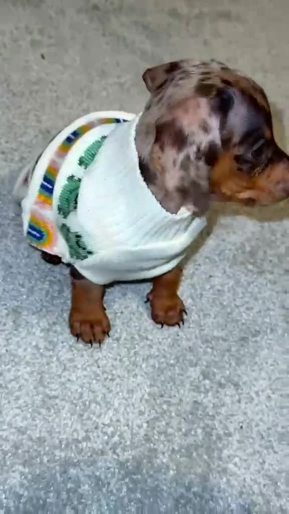 Miniature Dachshund dogs for sale: Last little girl  - Video 1