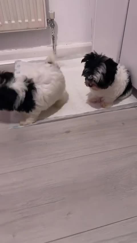 Biewer Terrier dogs for sale: Biewer terrier  - Video 1