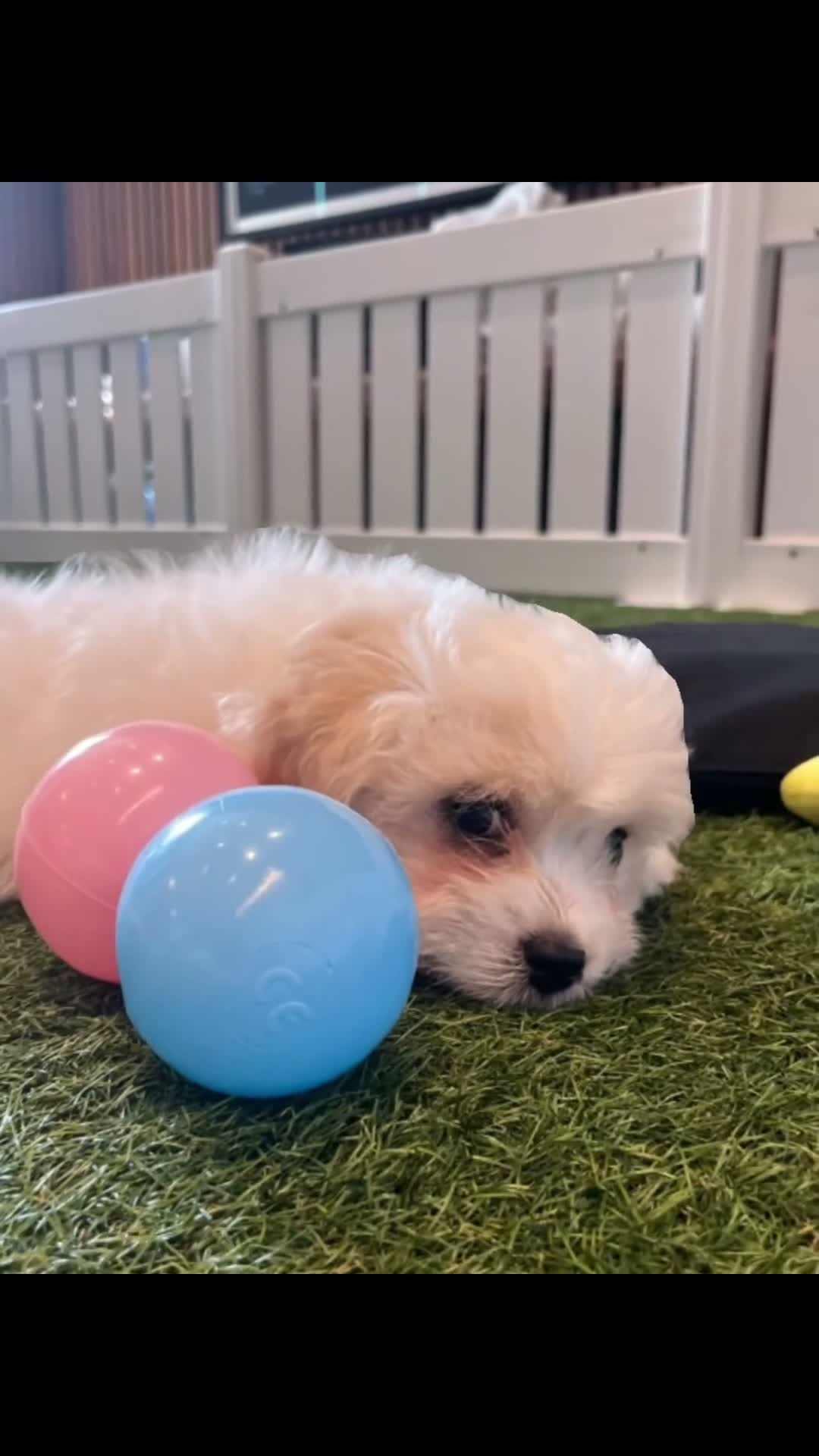 Coton De Tulear dogs for sale: 2 beautiful coton de tulear  - Video 1