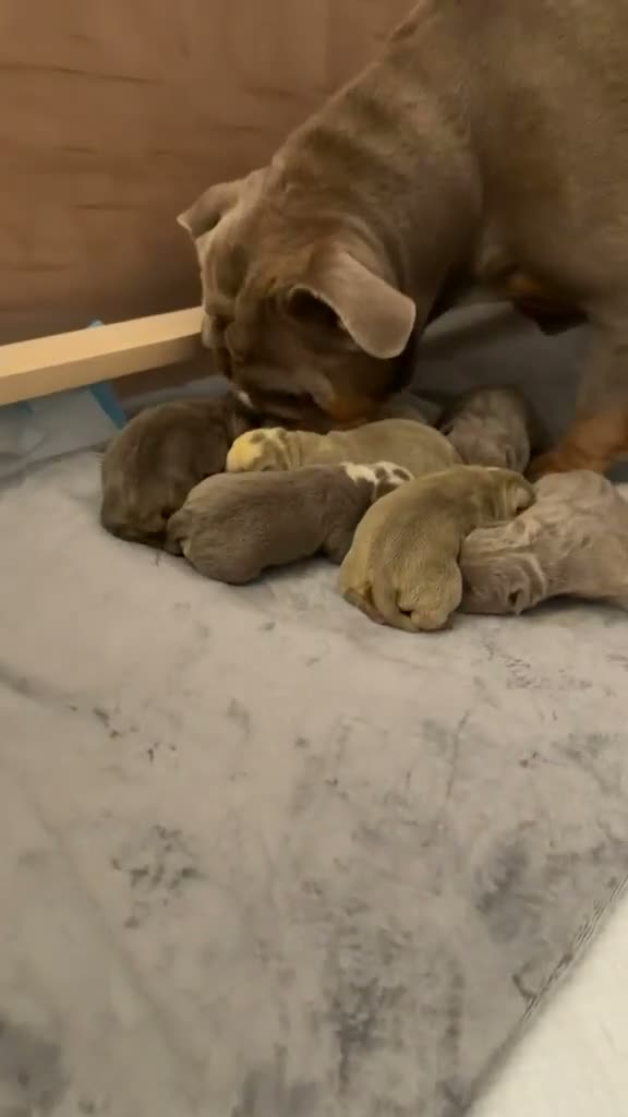 English Bulldog dogs for sale: English bulldog puppies kc for sale  in Alloa - Video 3