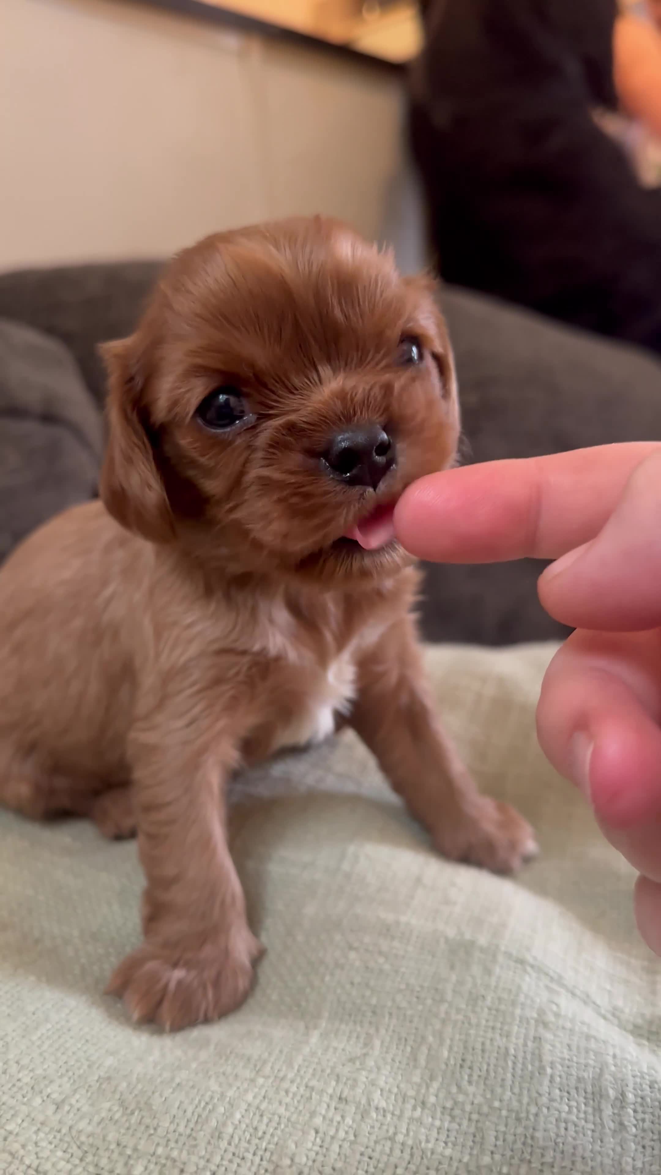 Cavalier King Charles Spaniel dogs for sale: Special Ruby Boys🐾♥️ Ready to leave now 🏠🫶 - Video 4