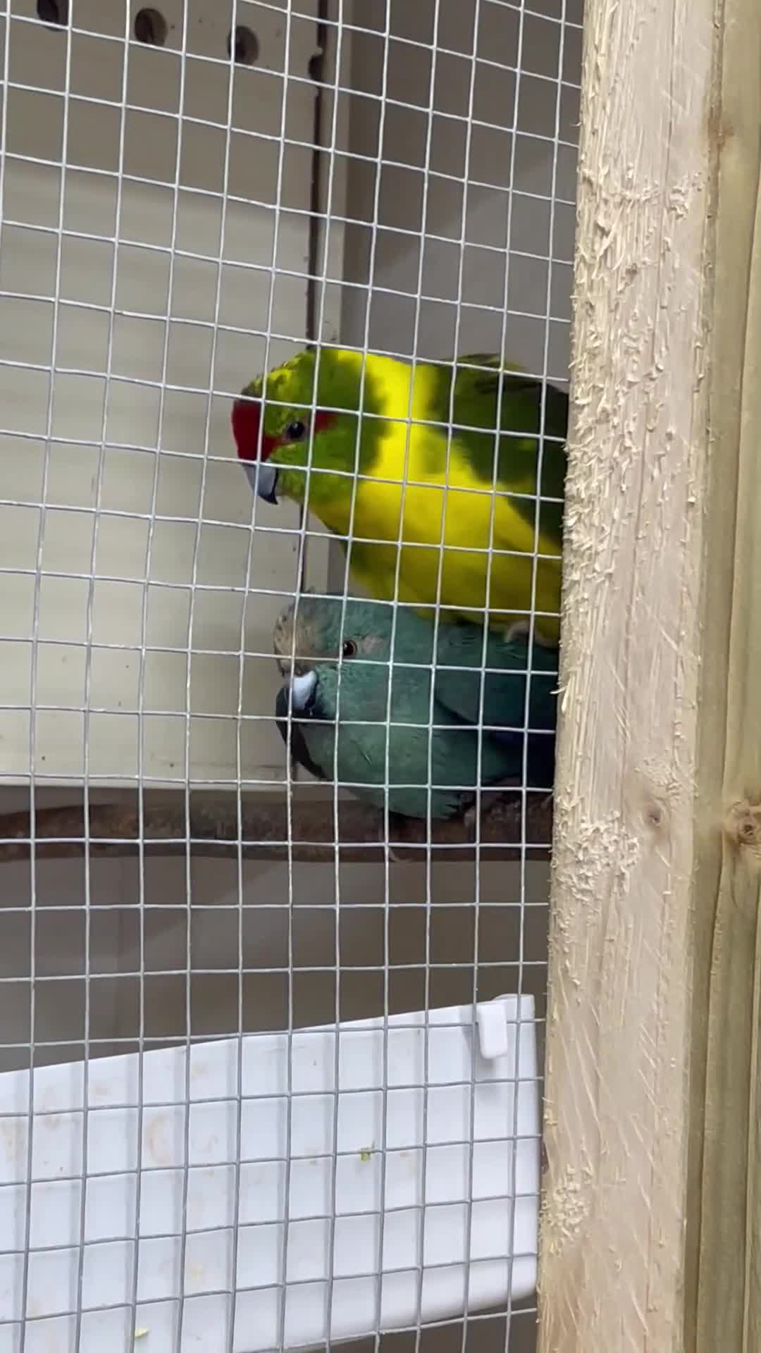 Mixed Breed birds for sale: 3 Kakarikis  in Saint Helens - Video 1