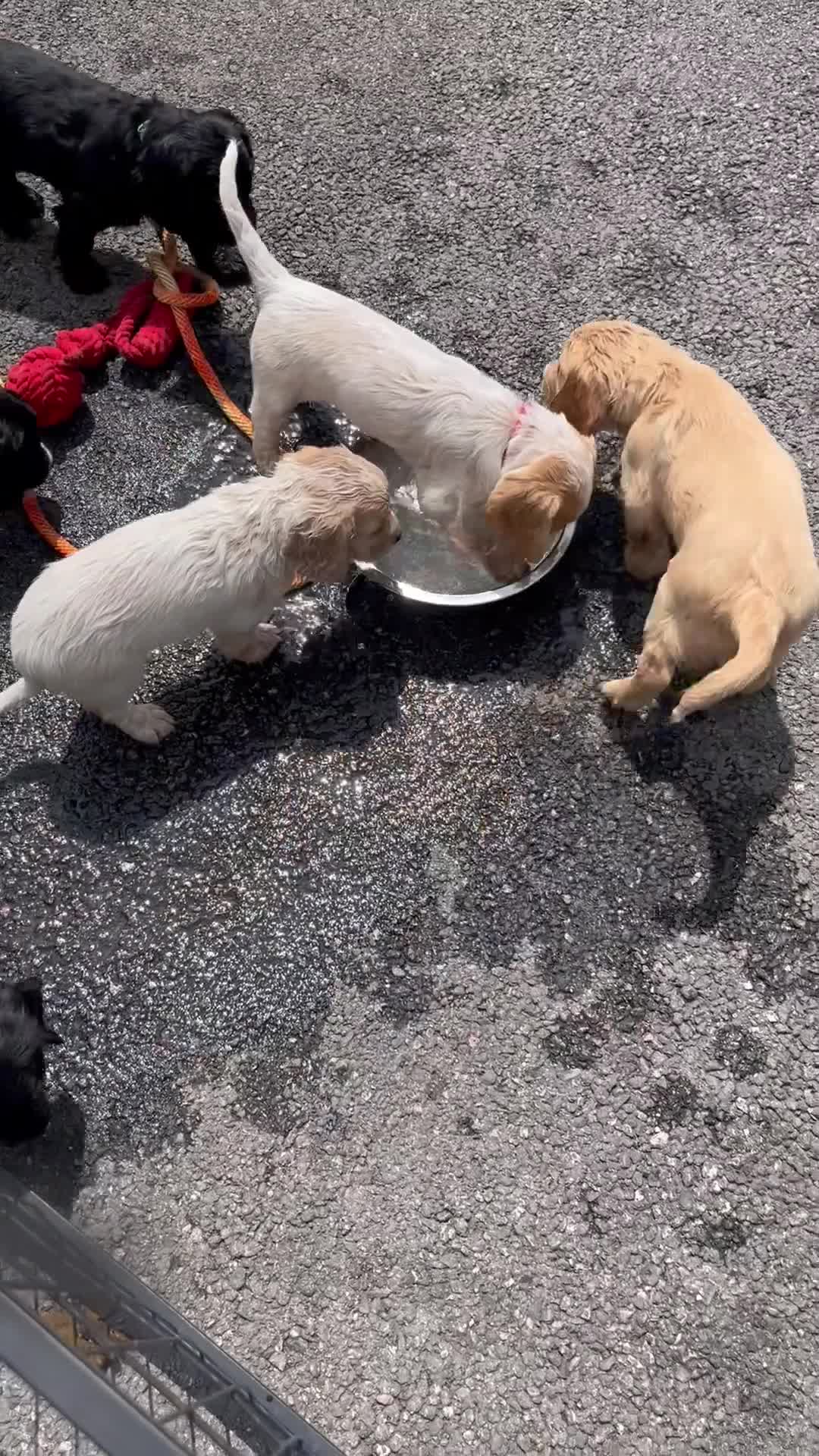 Cocker Spaniel dogs for sale: FULLY VACCINATED working cocker spaniel puppies  in Ashford - Video 1