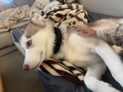 Siberian Husky dogs for sale: Full SiberianHusky Looking for a Loving Home - Video 1