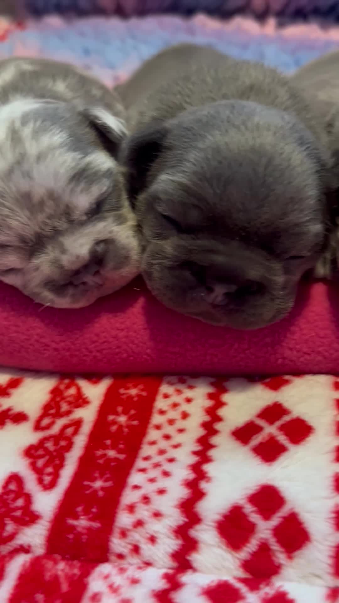 French Bulldog dogs for sale: 5 beautiful frenchie girls  - Video 3