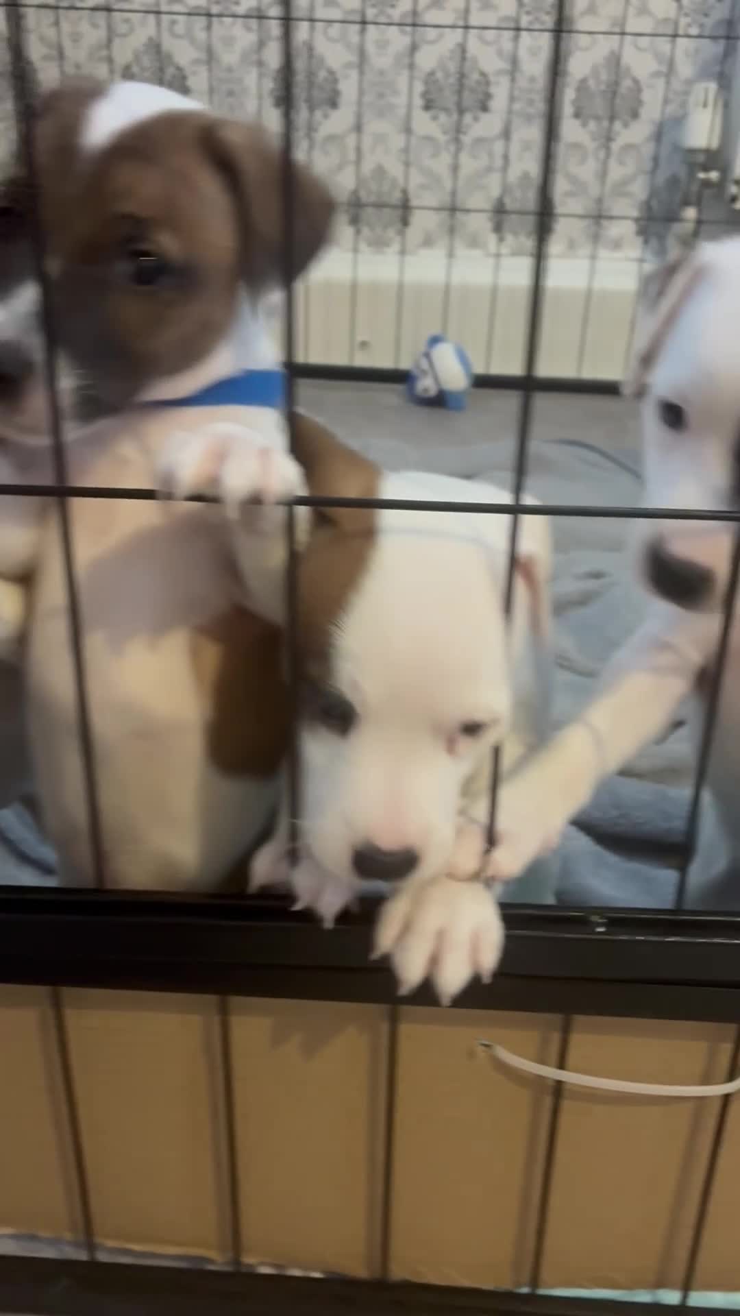 Plummer Terrier dogs for sale: Beautiful Plummer terriors  in Bradford - Video 1
