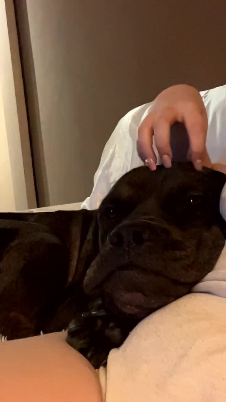 Mixed Breed dogs for sale: ACE (cane corso) for sale  - Video 2