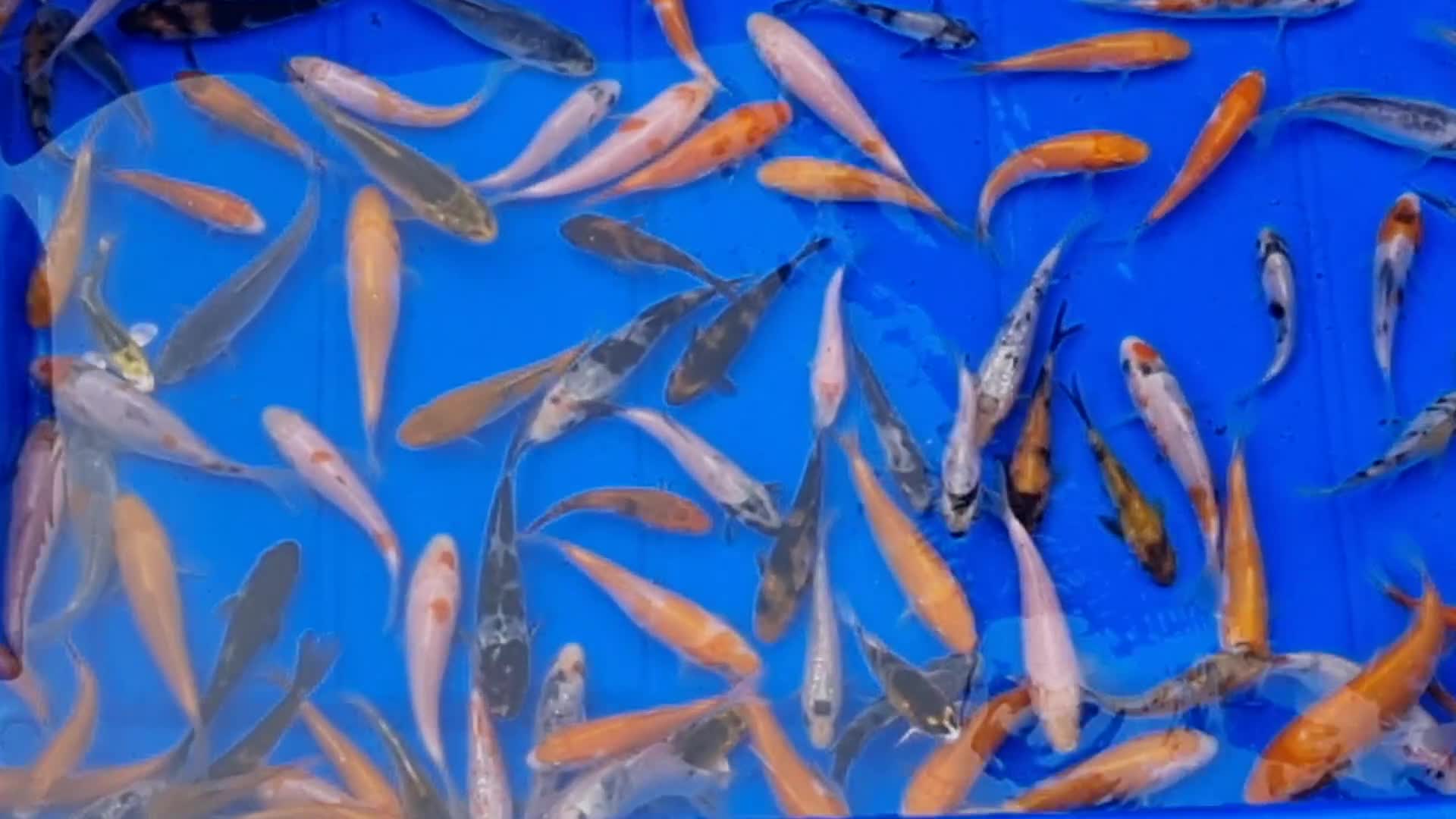 Koi Carp fish for sale: 2 to 4 inch Mixed Koi Carp Fry: young pond fish - Video 1