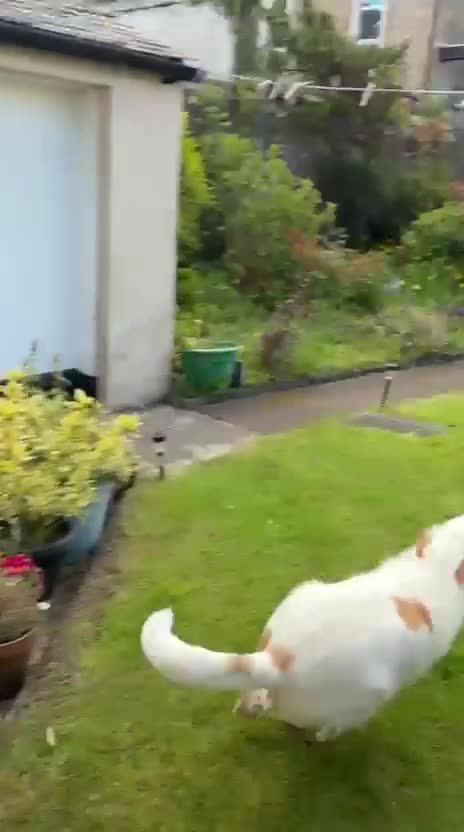 Ibizan Hound dogs for adoption: Vivian - gentle, sweet Podenco in Ayr - Video 2