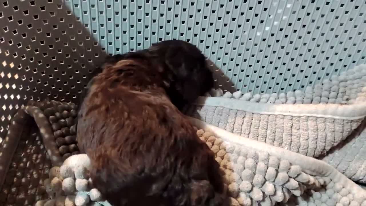 Cockapoo dogs for sale: Cookapoos - Video 1