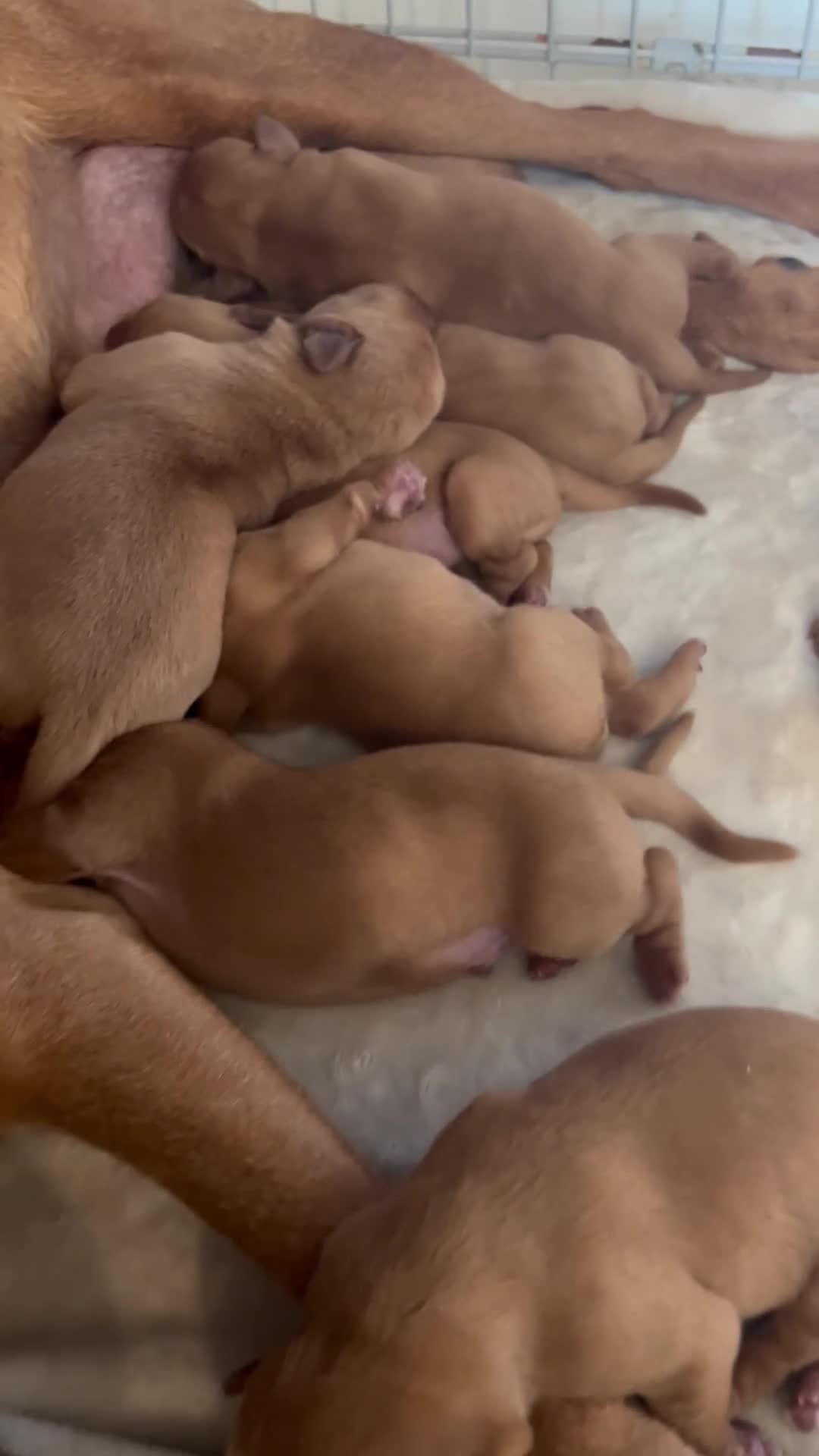 Labrador Retriever dogs for sale: 9 Stunning Fox Red Labradors for sale  - Video 1