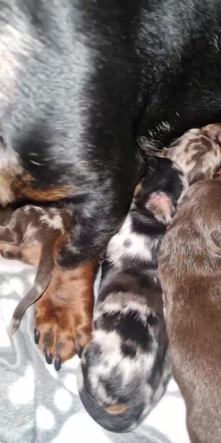 Dachshund dogs for sale: Outstanding dachshunds  - Video 1