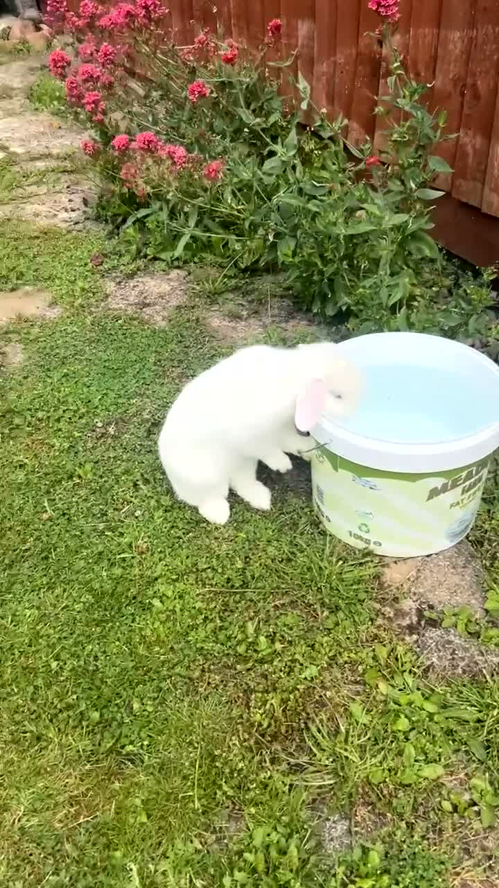 Mini Lop rabbits for sale: Leo- cute mini lop in Leicester - Video 1