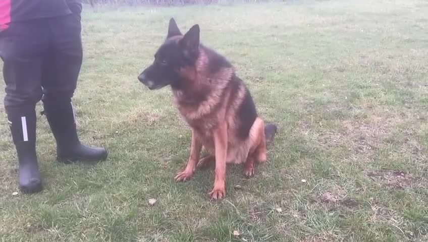 German Shepherd dogs for sale: 2 outstanding Males  - Video 1