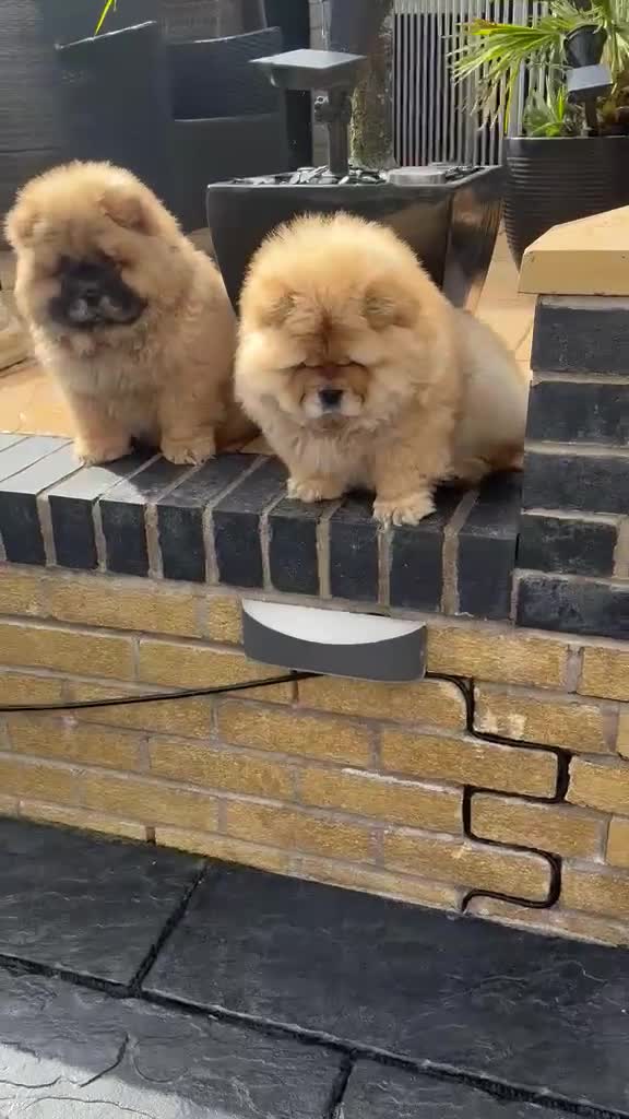 Chow Chow dogs for sale: MALE CHOW CHOW REAVAILABLE  - Video 5