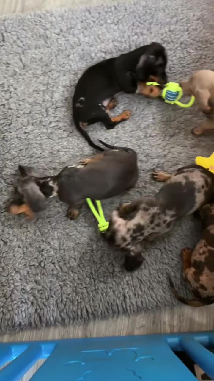 Miniature Dachshund dogs for sale: READY NOW outstanding miniature dachshund puppies - Video 2