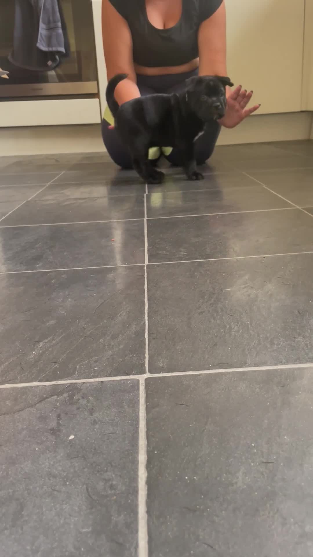 Mixed Breed dogs for sale: Pocket bully cross Chow Chow puppies for sale - Video 2