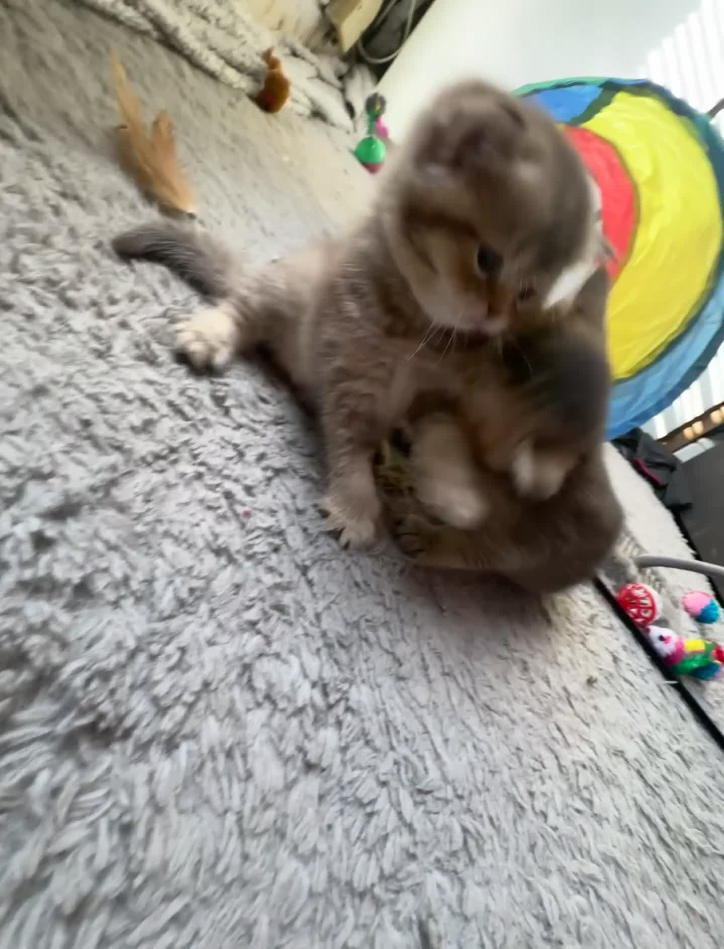 British Shorthair cats for sale: 💖 Stunning BSH kittens - ready for reservations💖 - Video 1