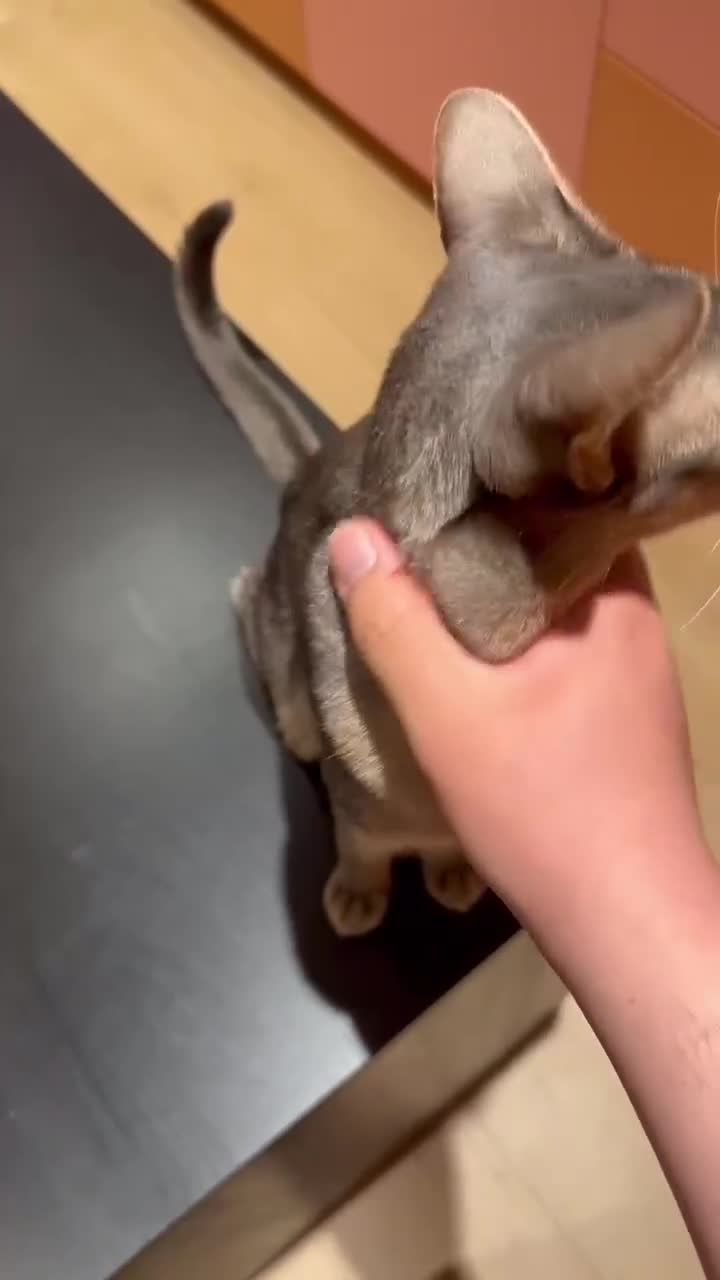 Abyssinian cats for sale: Male Abyssinian Cat Looking for a Loving New Home - Video 2