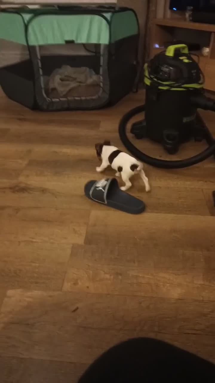 Jack Russell dogs for sale: Chocolate and white female  - Video 1