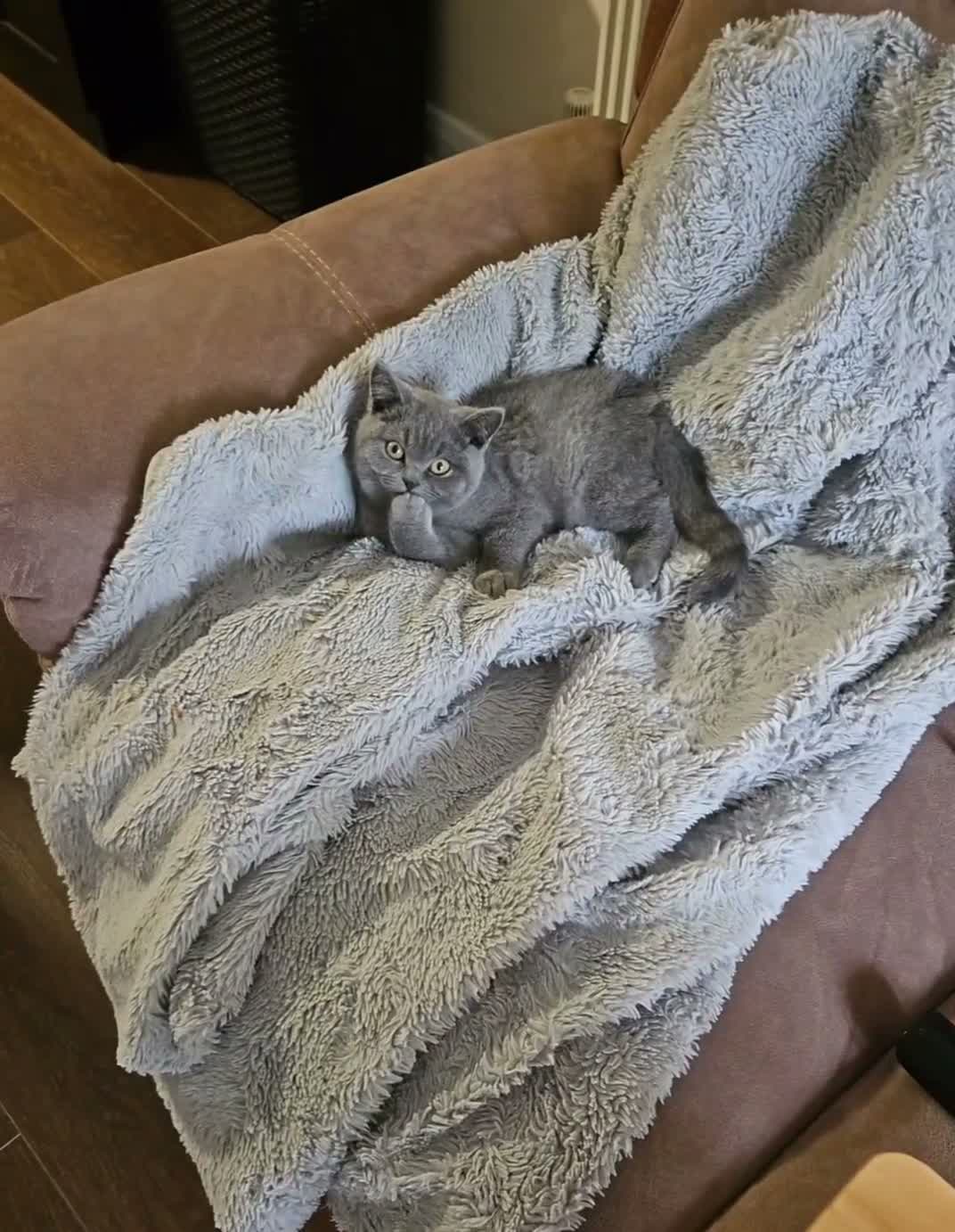 British Shorthair cats for sale: British Shorthair chunky girl - Video 1
