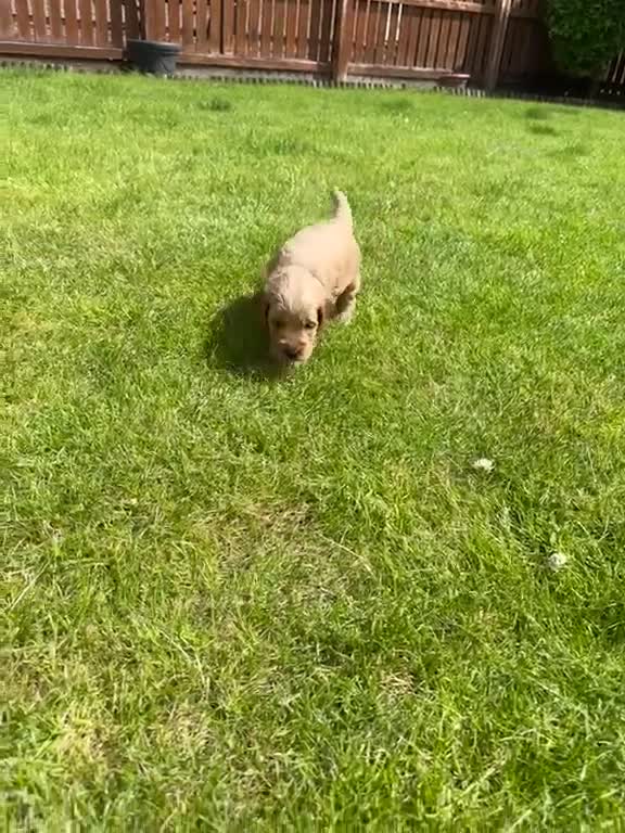 Cockapoo dogs for sale: Toy cockapoo puppies (golden) (tri) super cute - Video 1