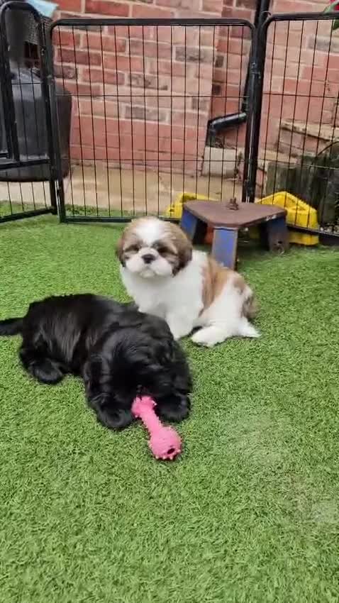 Shih Tzu dogs for sale: RARE BLACK STANDARD SHIH TZU WITH BLUE  SKIN - Video 5