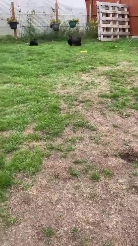 Yorkshire Terrier dogs for sale: 🥰🥰Yorkshire Terrier black tan🐶🐶 - Video 1