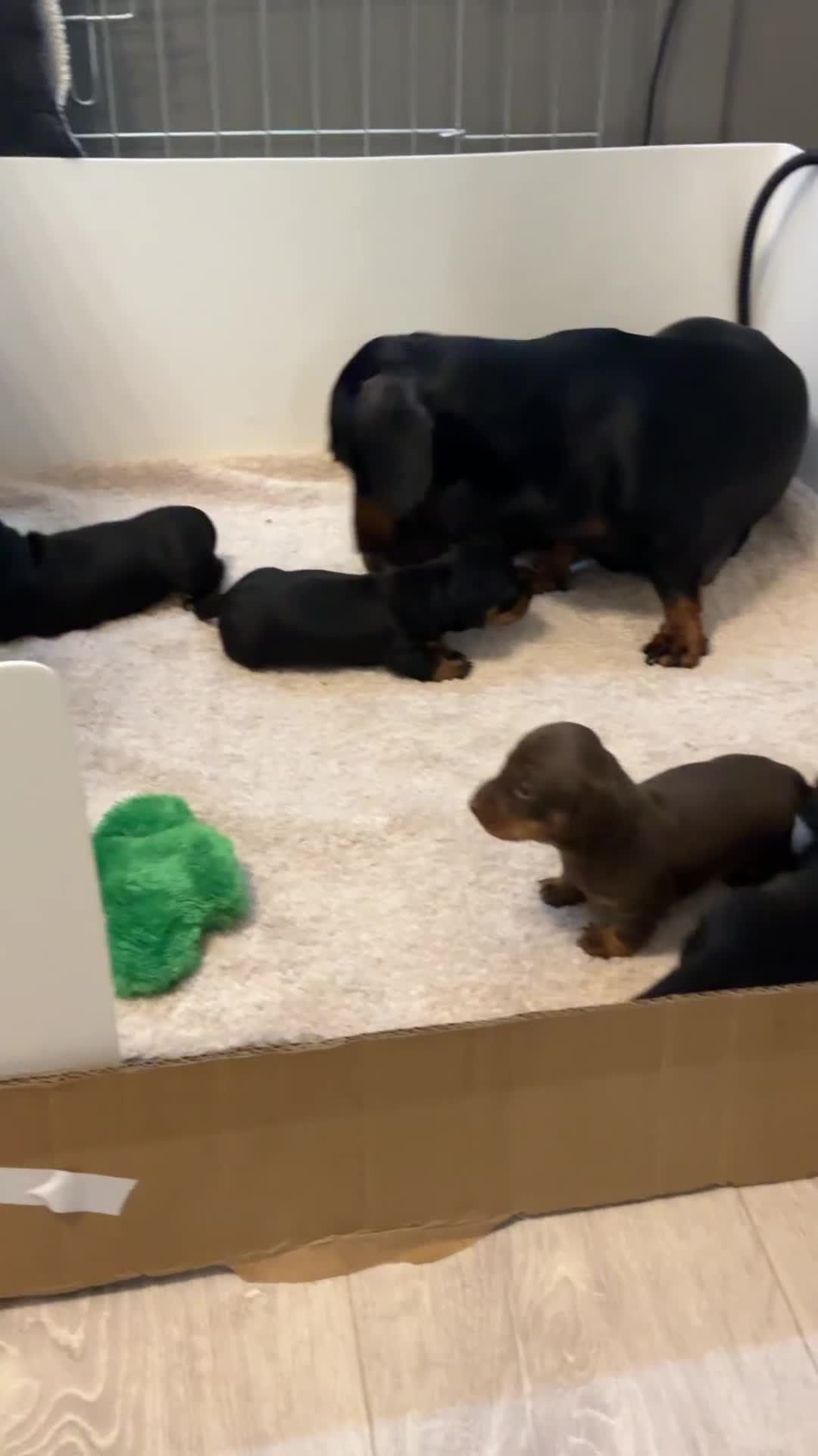 Miniature Dachshund dogs for sale: Nature smooth hair dash shows - Video 1