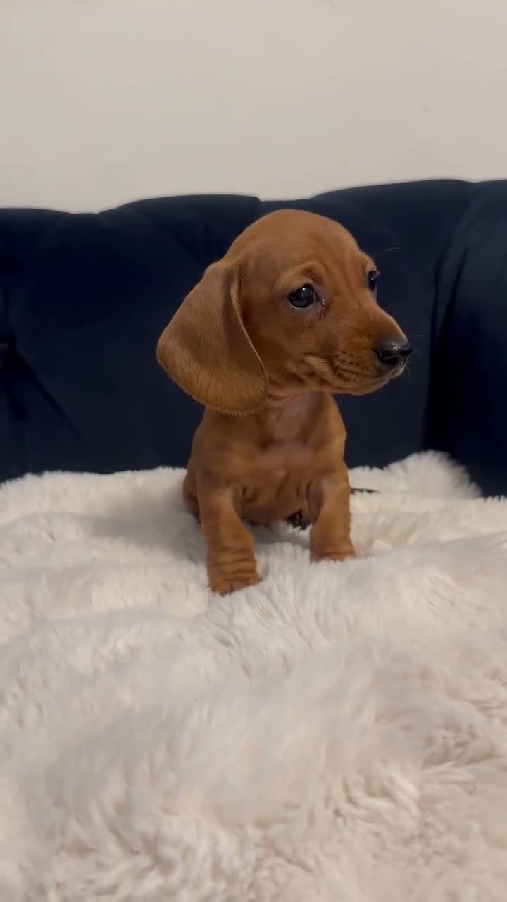 Miniature Dachshund dogs for sale: REDUCED AND READY for their new homes! KC PUPPIES! - Video 1