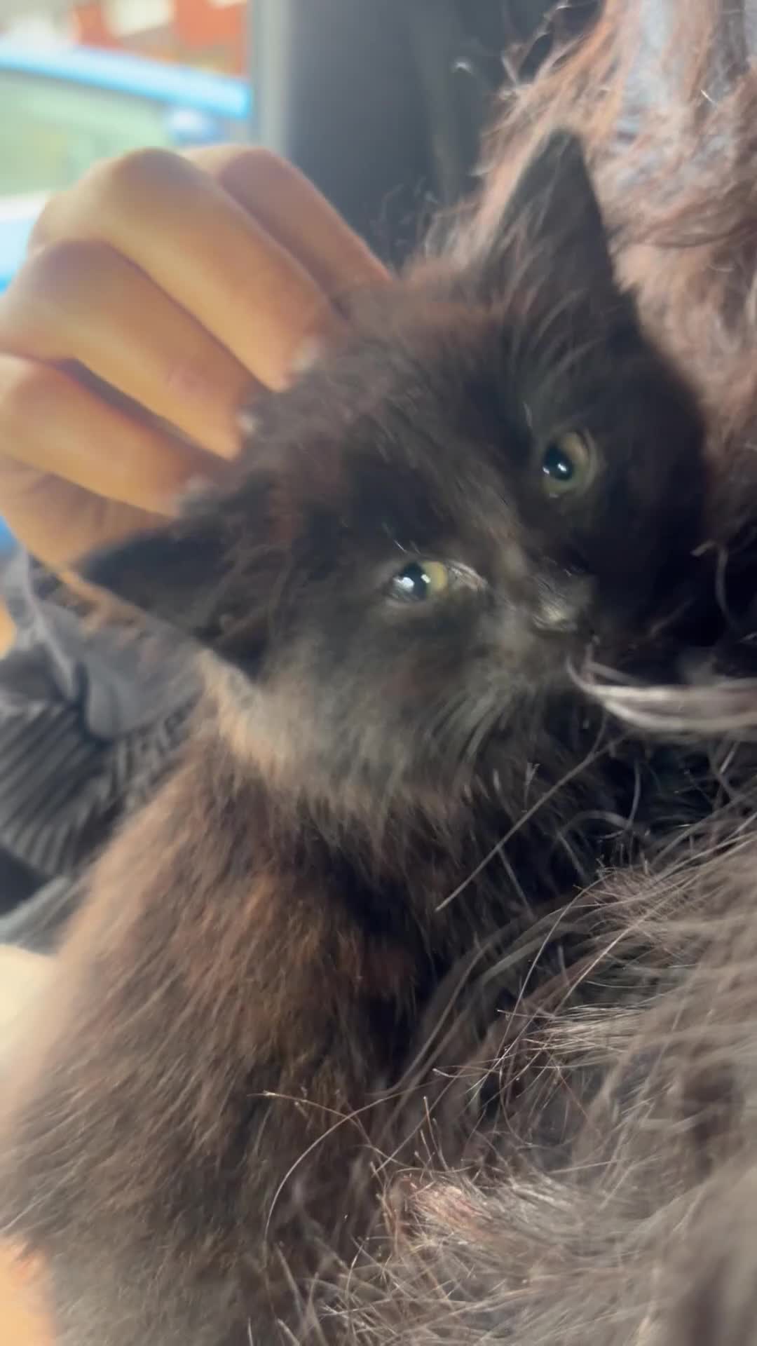 Ragdoll cats for sale: Black Ragdoll - Video 1