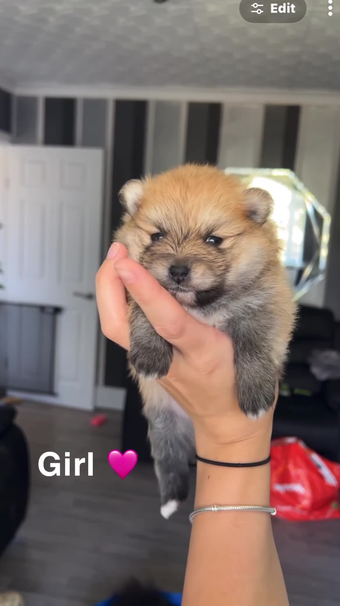 Pomeranian dogs for sale: 4 beautiful teddy bear poms  in Wakefield - Video 4