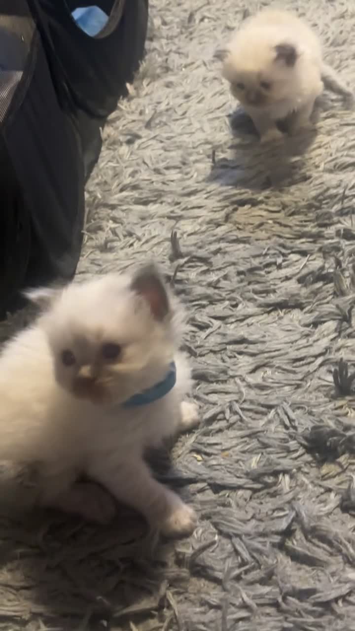 Ragdoll cats for sale: Ragdoll bundle of joys. - Video 1