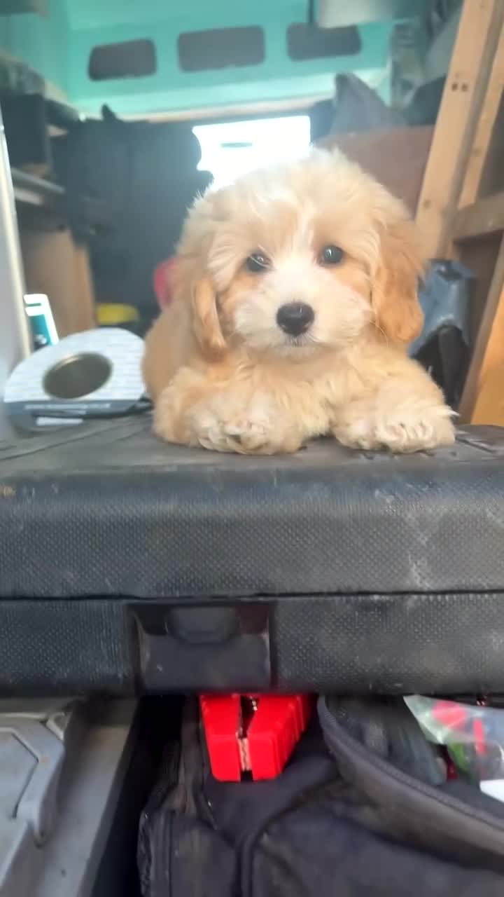 Cockapoo dogs for sale: Cockapoo - Video 1