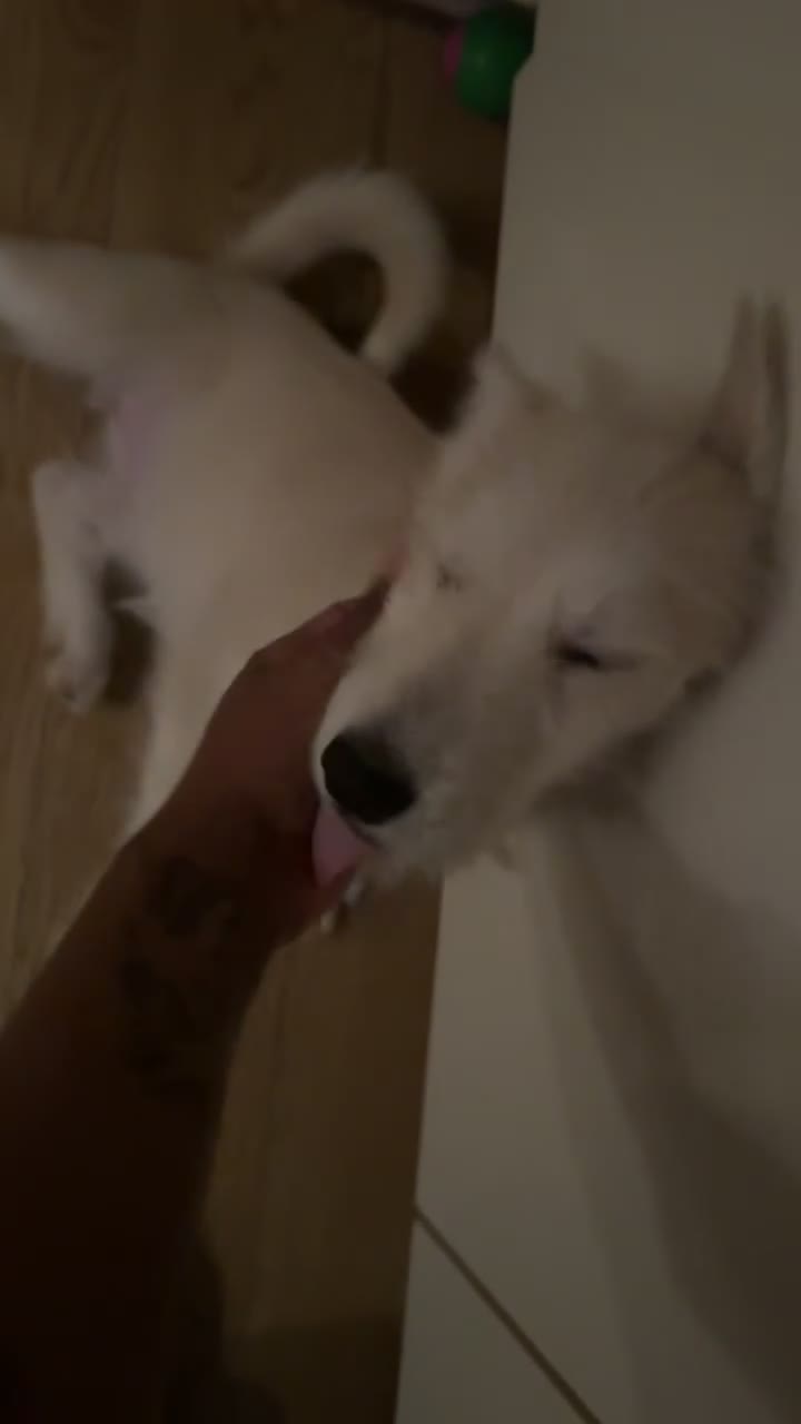 Mixed Breed dogs for sale: Mixed breed puppy - Video 2