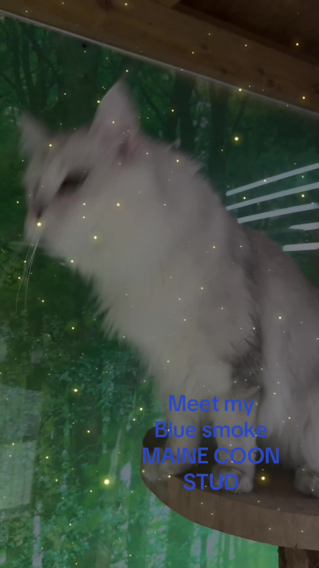 Maine Coon cats for stud: TICA Blue silver shaded stud  - Video 2