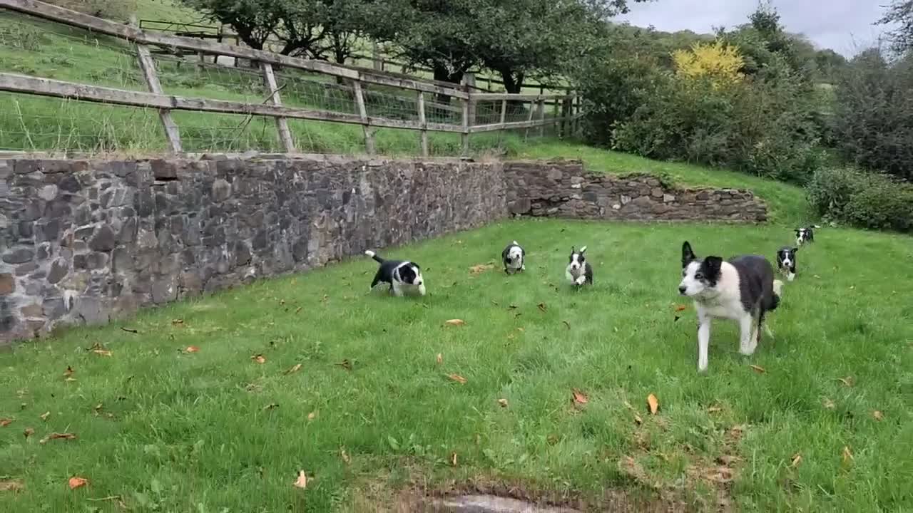 Border Collie dogs for sale: Adorable Puppies - Video 1