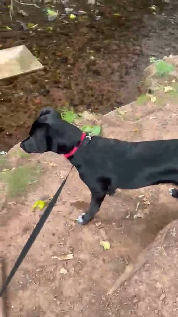 Borador dogs for sale: NESSA in Minehead - Video 1