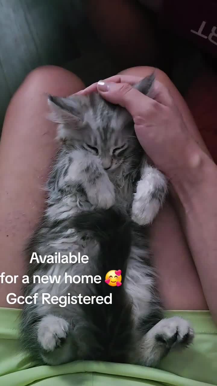Maine Coon cats for sale: READY NOW GCCF Registered Maine Coon Kittens - Video 4